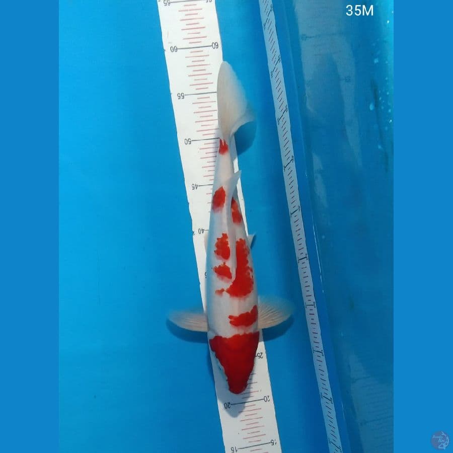 Kohaku 5 Step 35cm Male