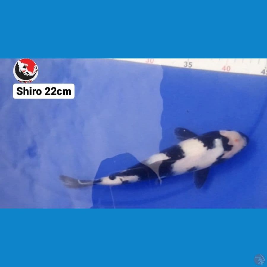 SHIRO 22CM --- CANAYA KOI FARM