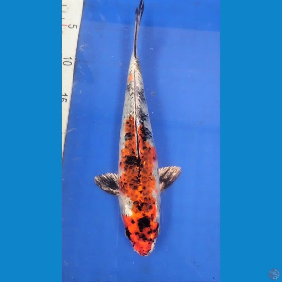 Kujaku 29cm