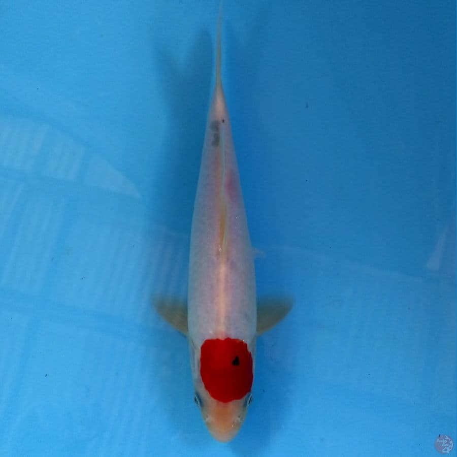 tancho, 25 cm