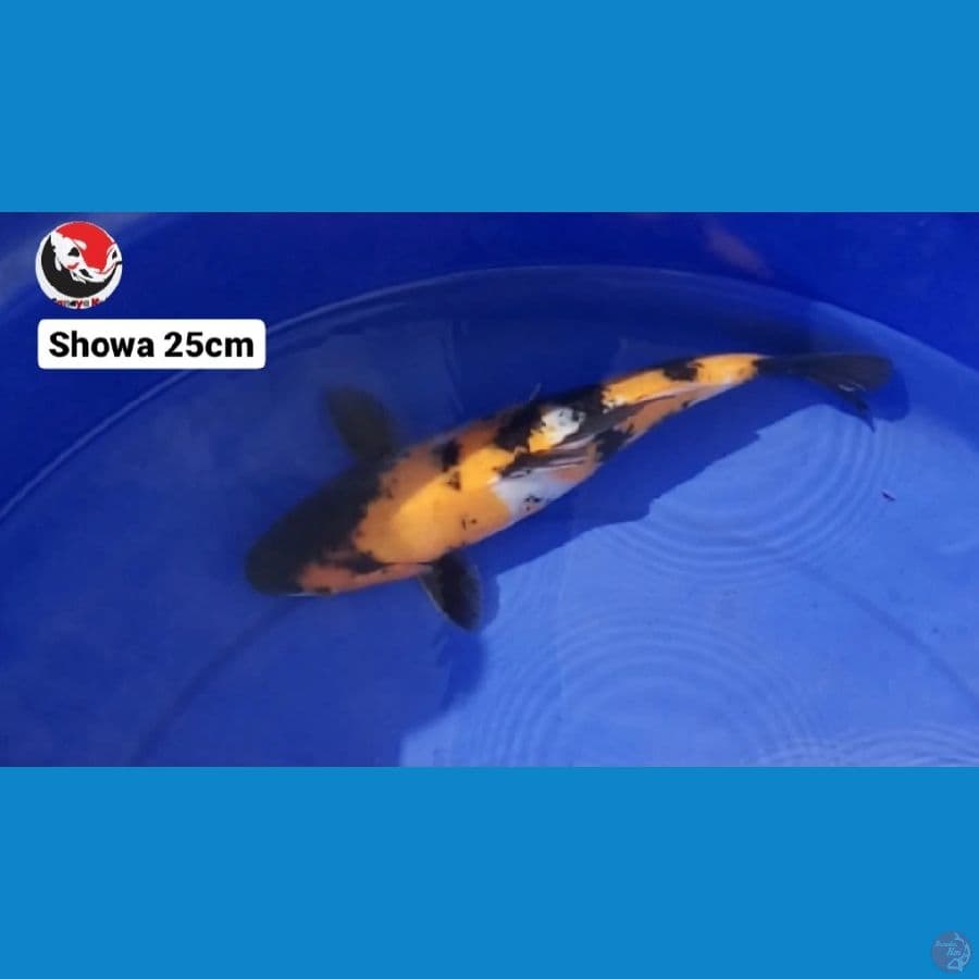 SHOWA 25CM --- CANAYA KOI FARM