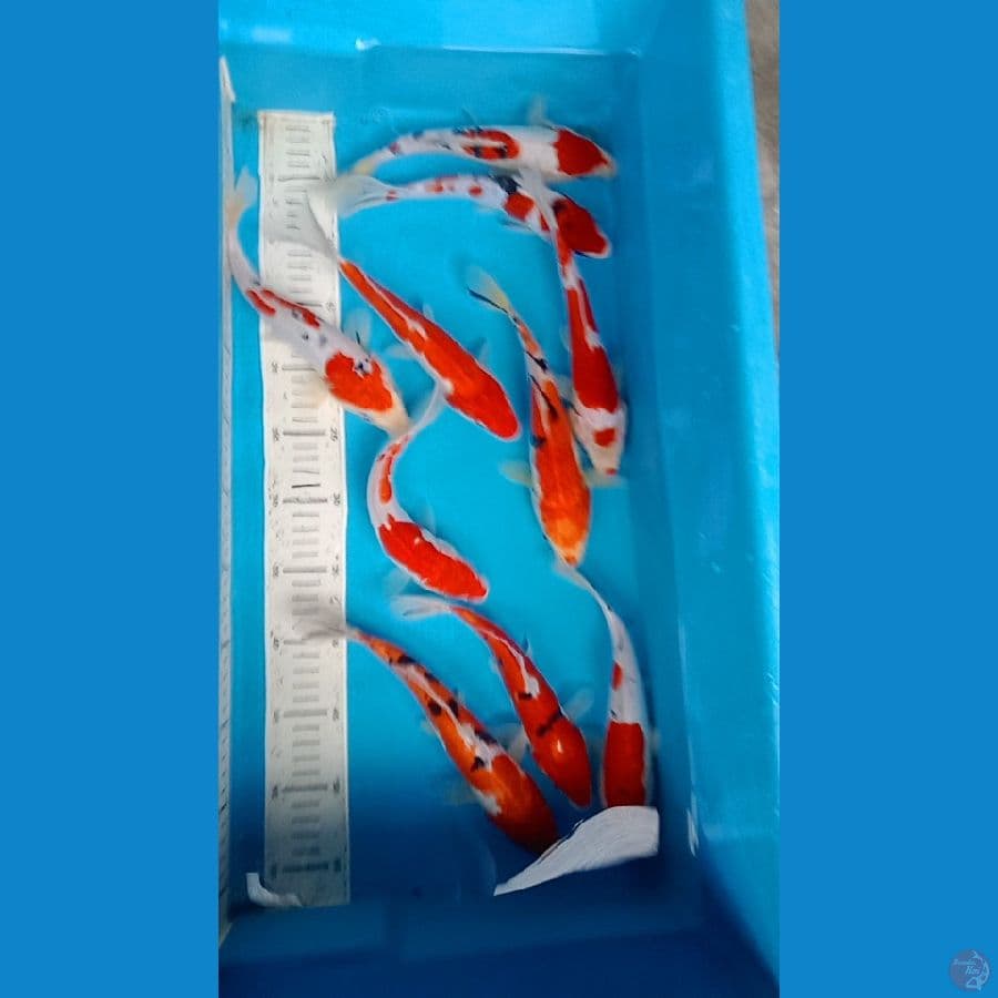 paket 10 ekor 20 25 cm sanke doit