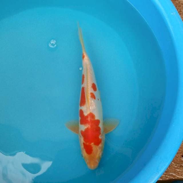 Kohaku doitsu