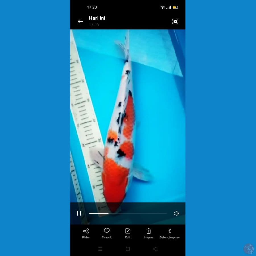 sanke 40 cm