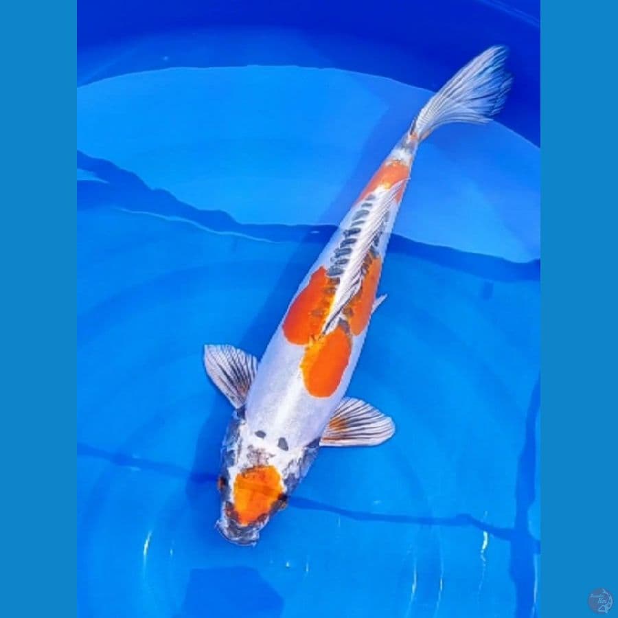 Maruten Beni Kiko 43cm
