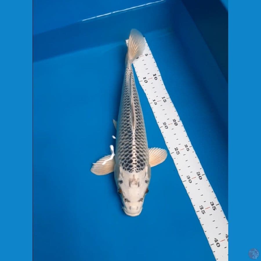 gin matsuba 33cm
