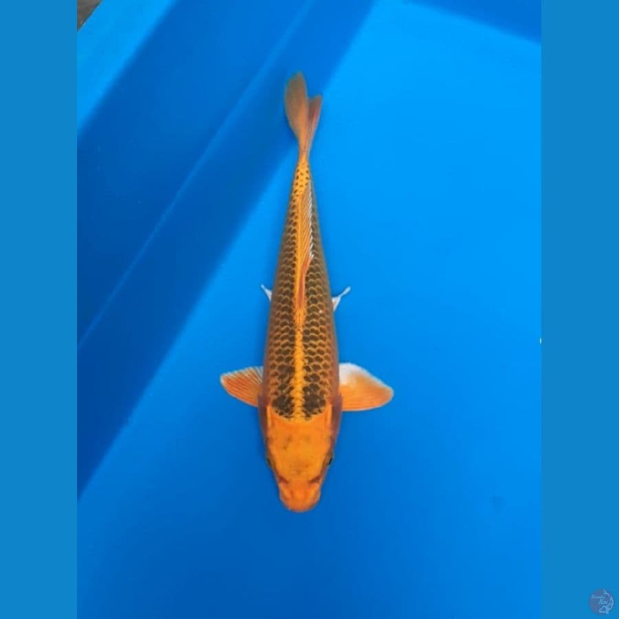 kin matsuba 25cm
