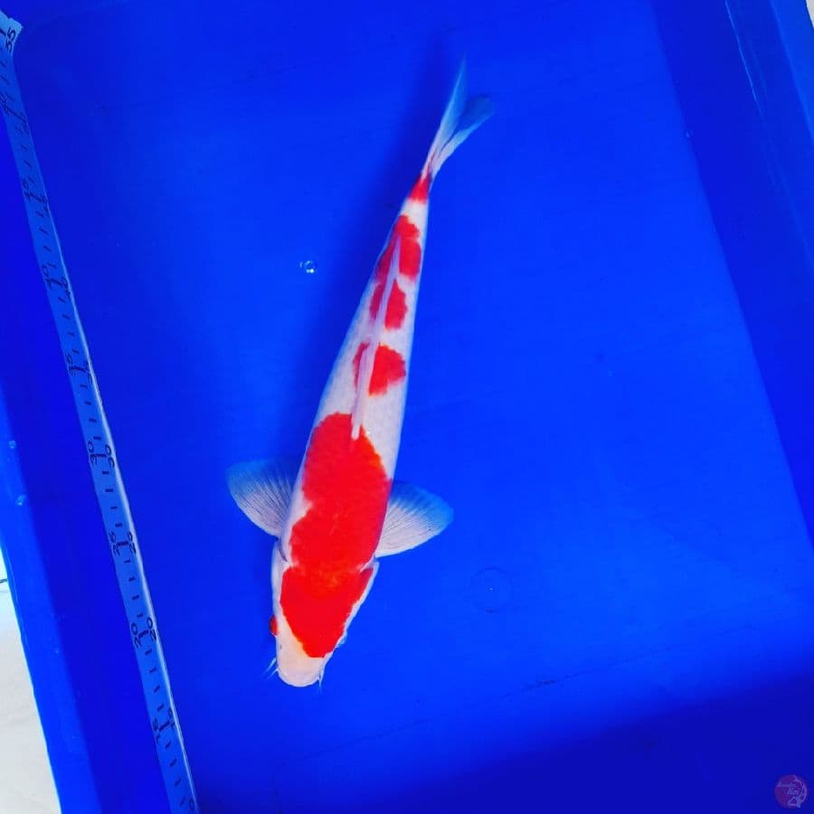 Kuhaku 35 Cm