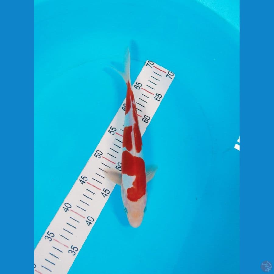 kohaku inazuna Doitsu murni