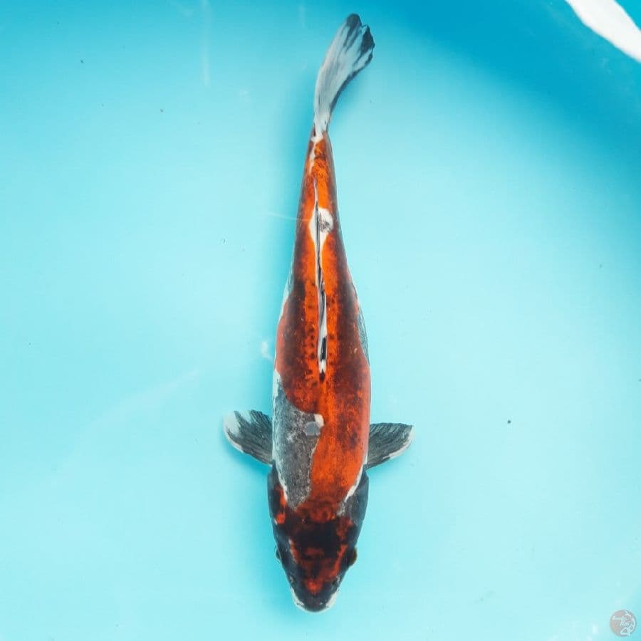 Beni Kikokuryu 30cm