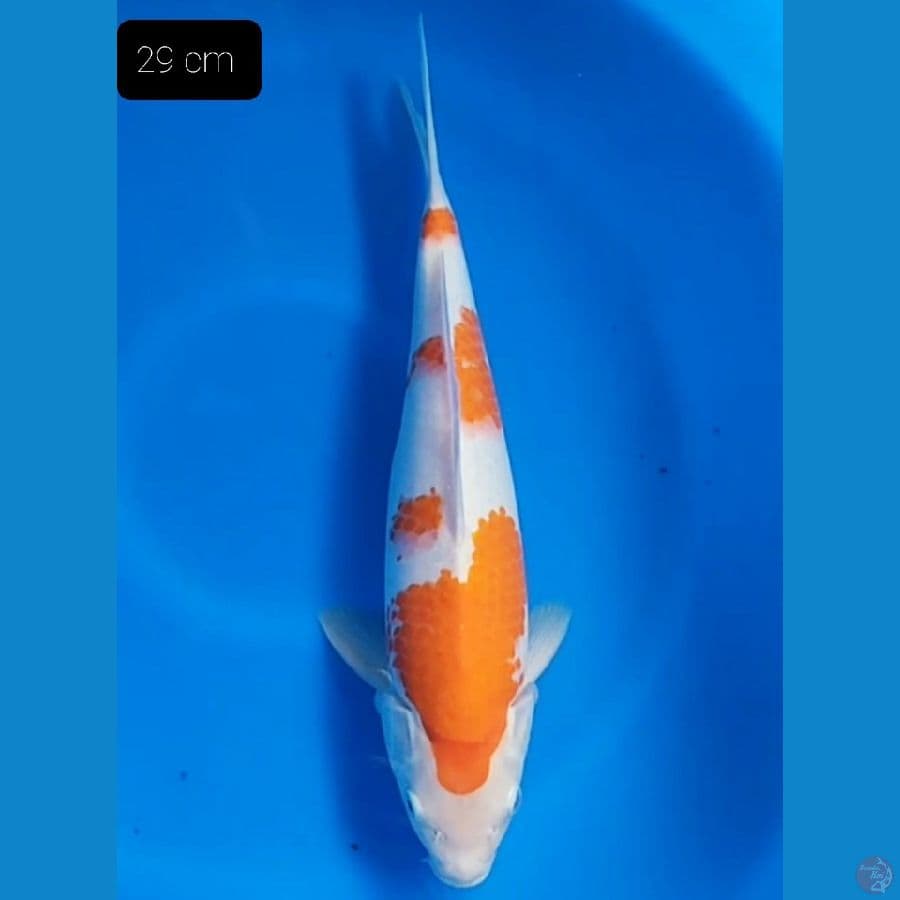 Kohaku 29 cm