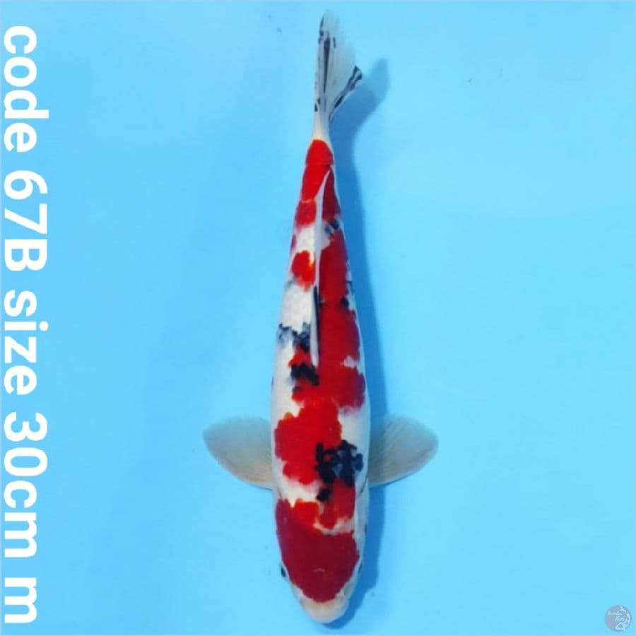 Taisho sanke super red