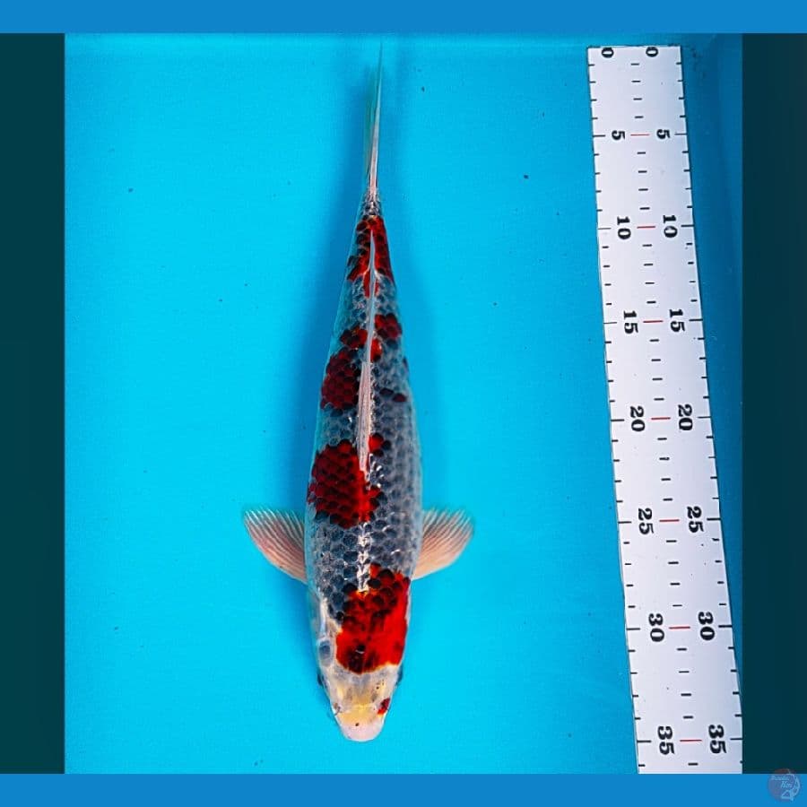 goshiki strong 33cm
