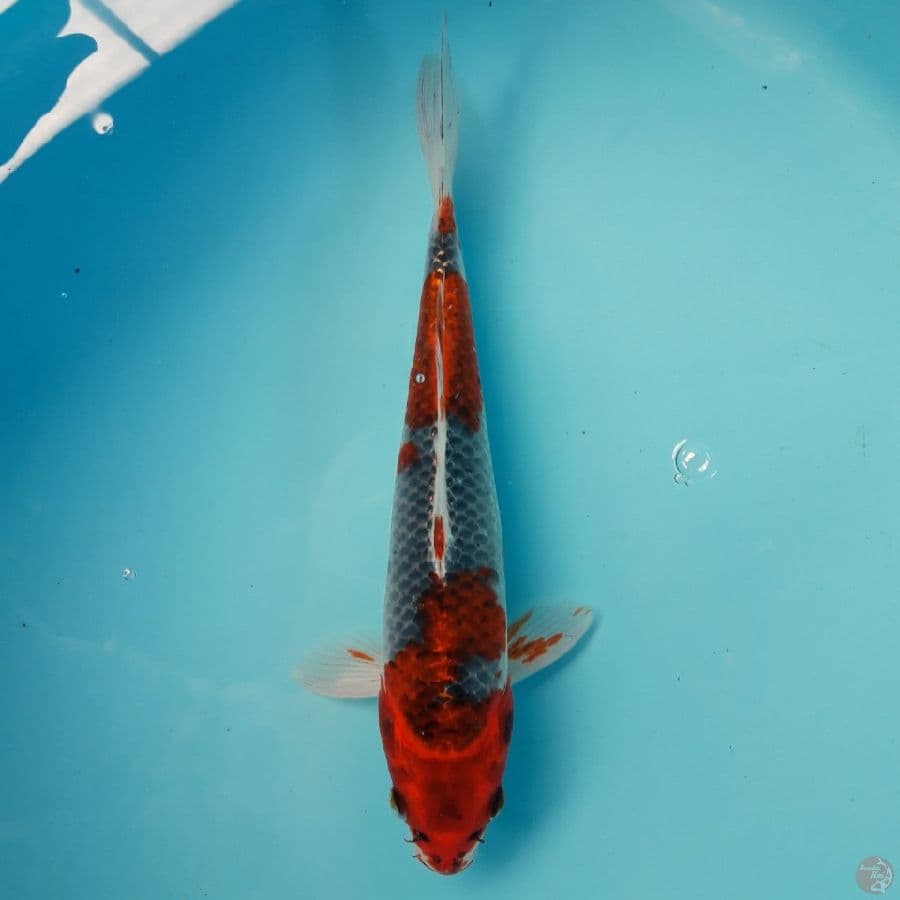 Goshiki Racing 29cm