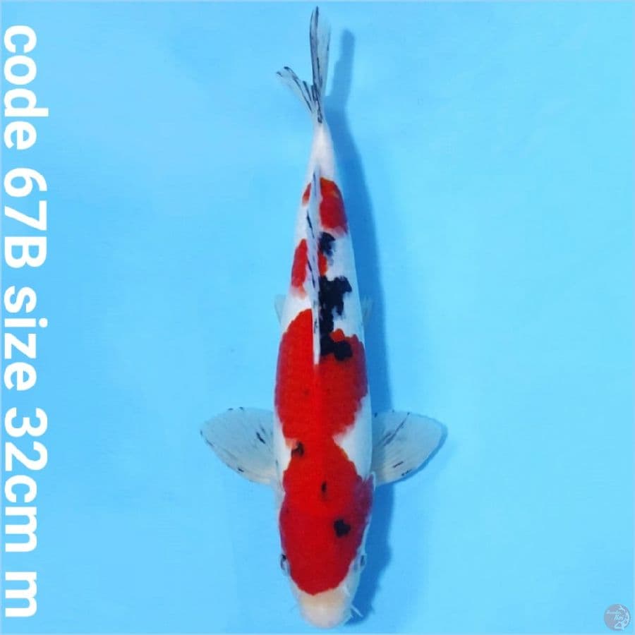Taisho sanke male hot red