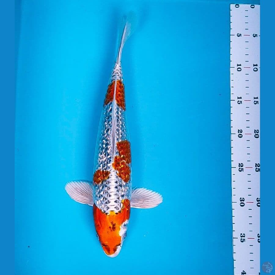 kujaku ginrin 34cm male
