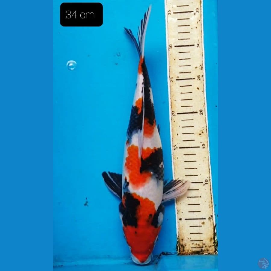 Showa 34 cm