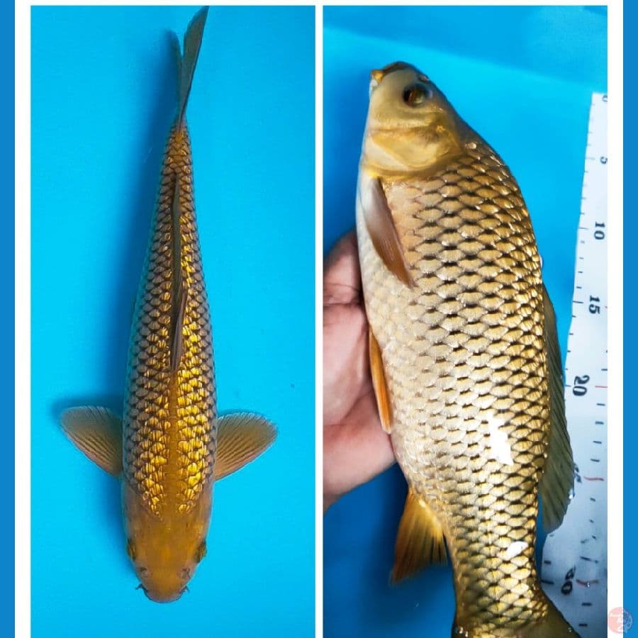 midori ginrin 31cm male
