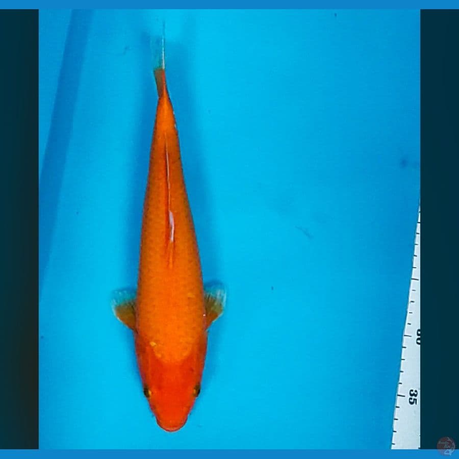 aka hajiro 33cm