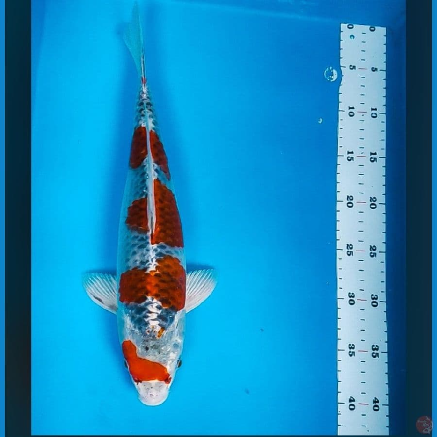 goshiki strong 38cm