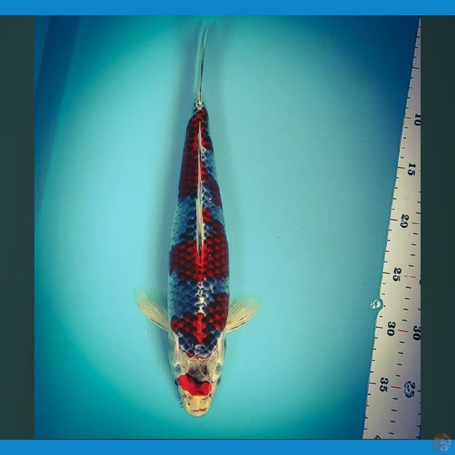 maruten goshiki 35cm male