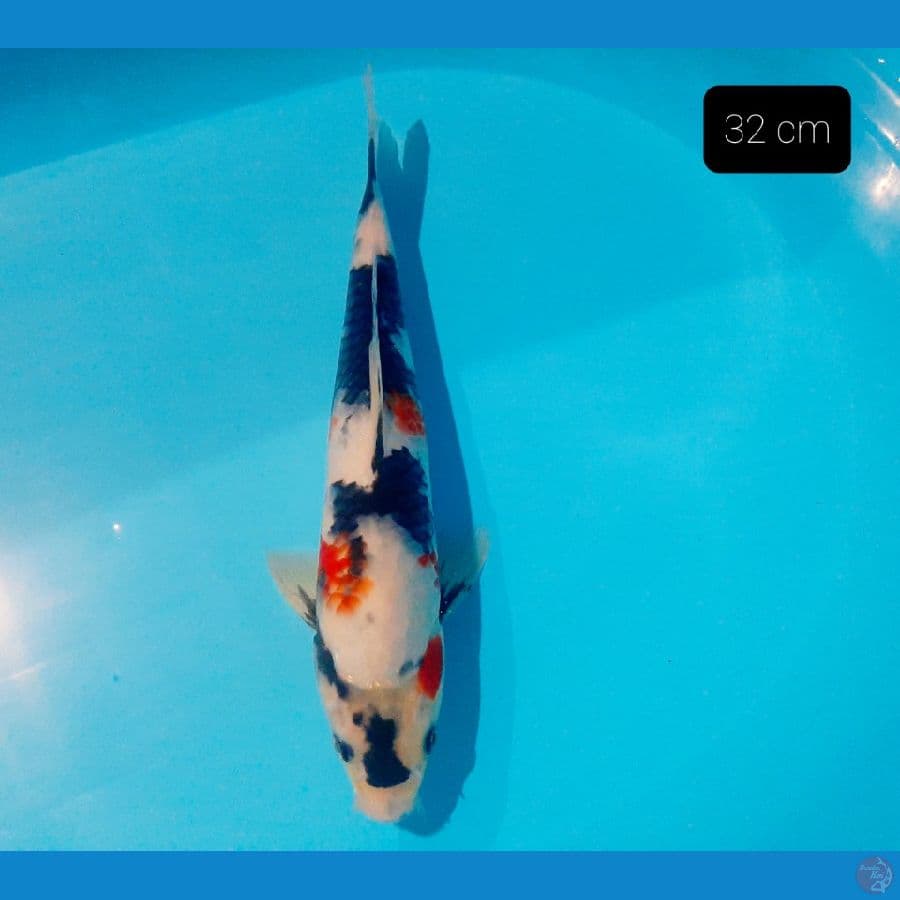 kindai showa 32 cm
