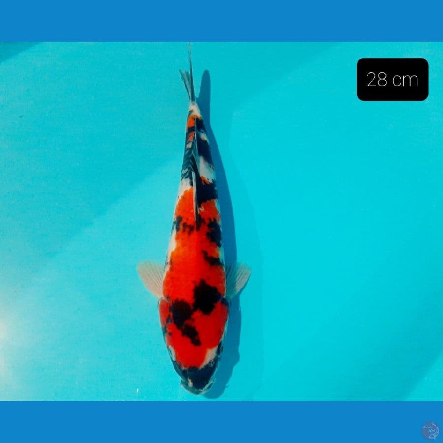 showa 28 cm