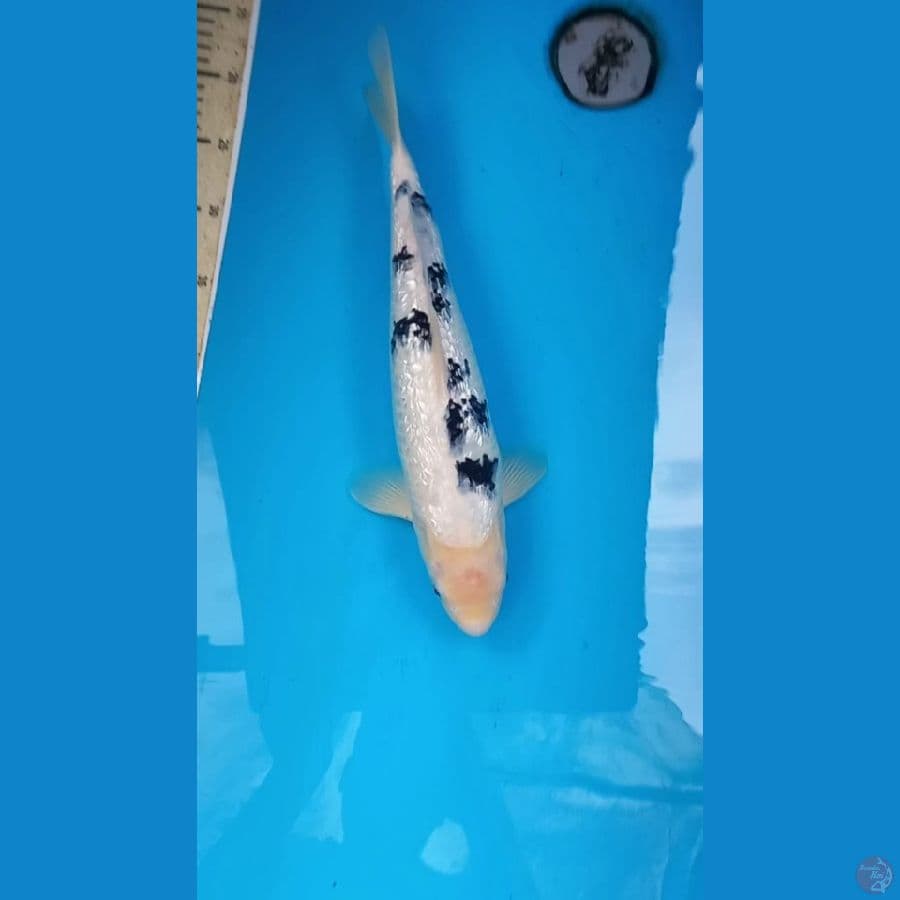 Ginrin Bekko 40cm