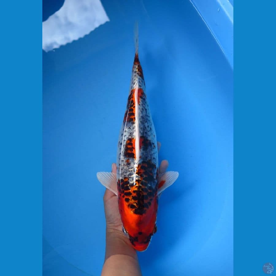 kawarimono 37cm Tosai