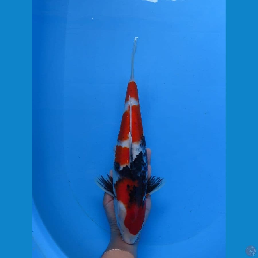 showa Hq Tosai 34cm