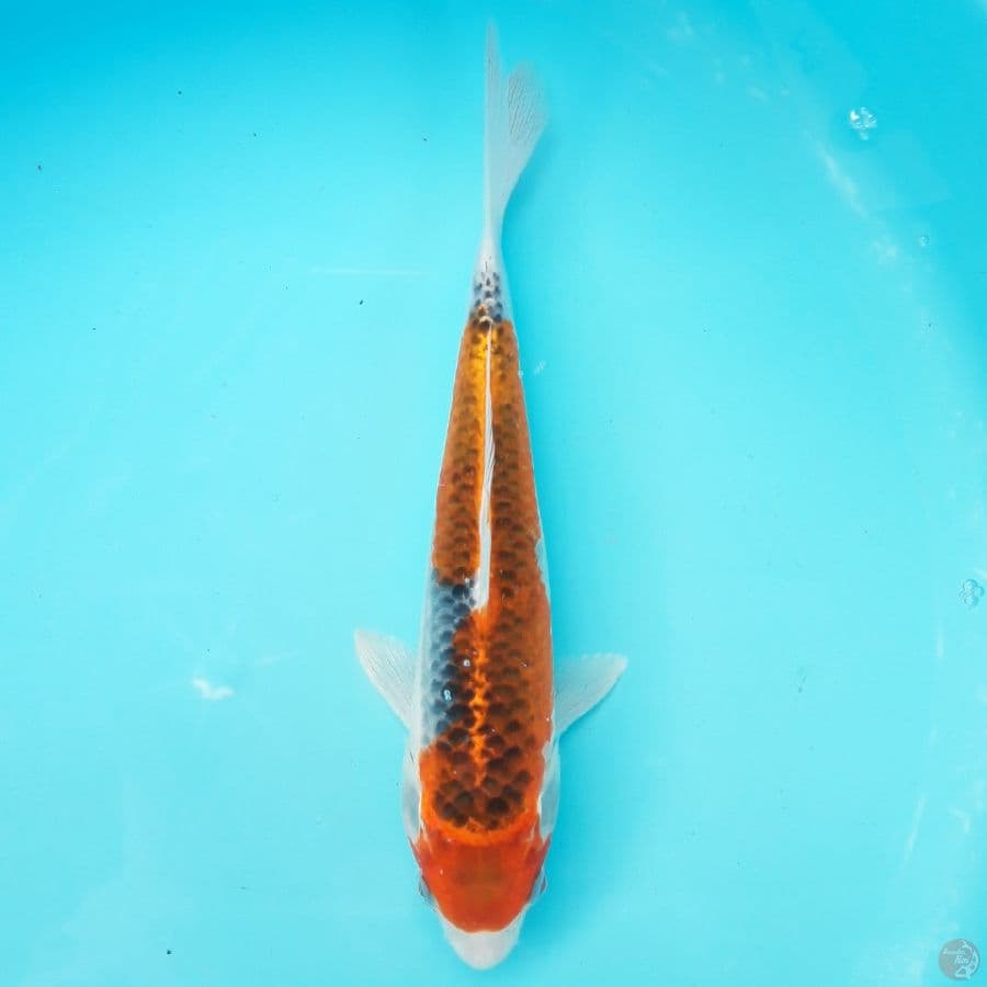 Goshiki 26cm