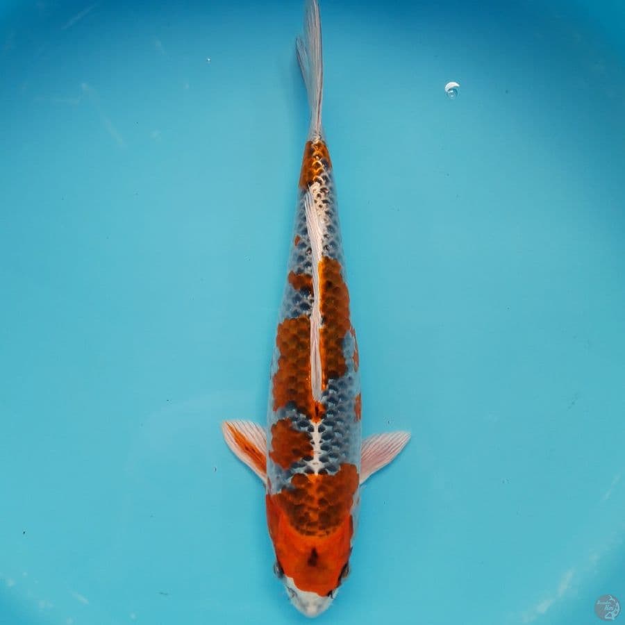 Kujaku Male Strong 35cm