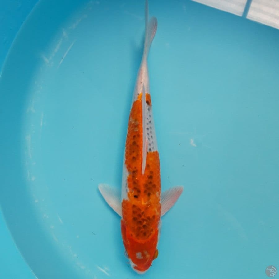 Goshiki 36cm Male