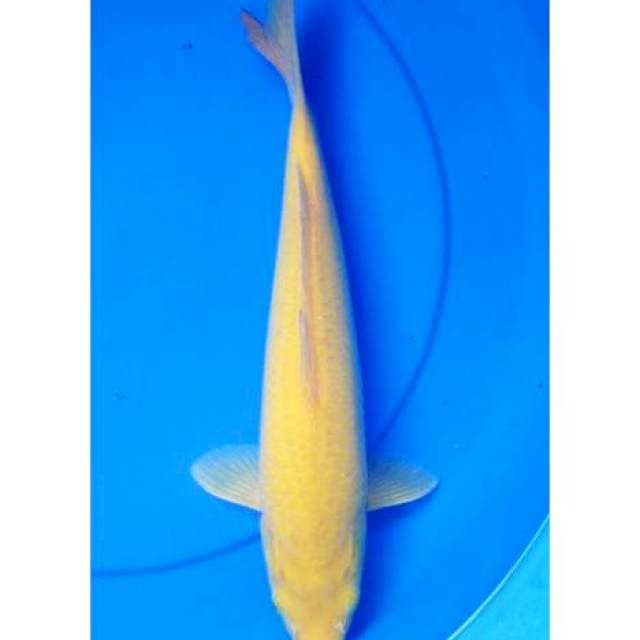 Karashi 36 cm
