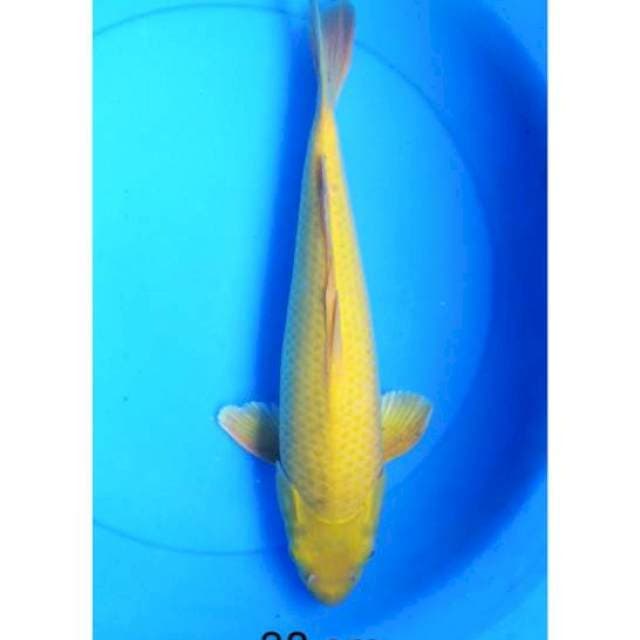 Karashi 38 cm