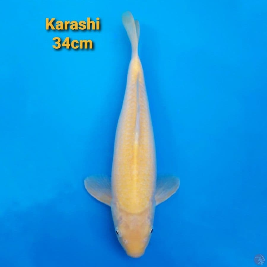 F1 JUMBO TOSAI KARASHI 34CM