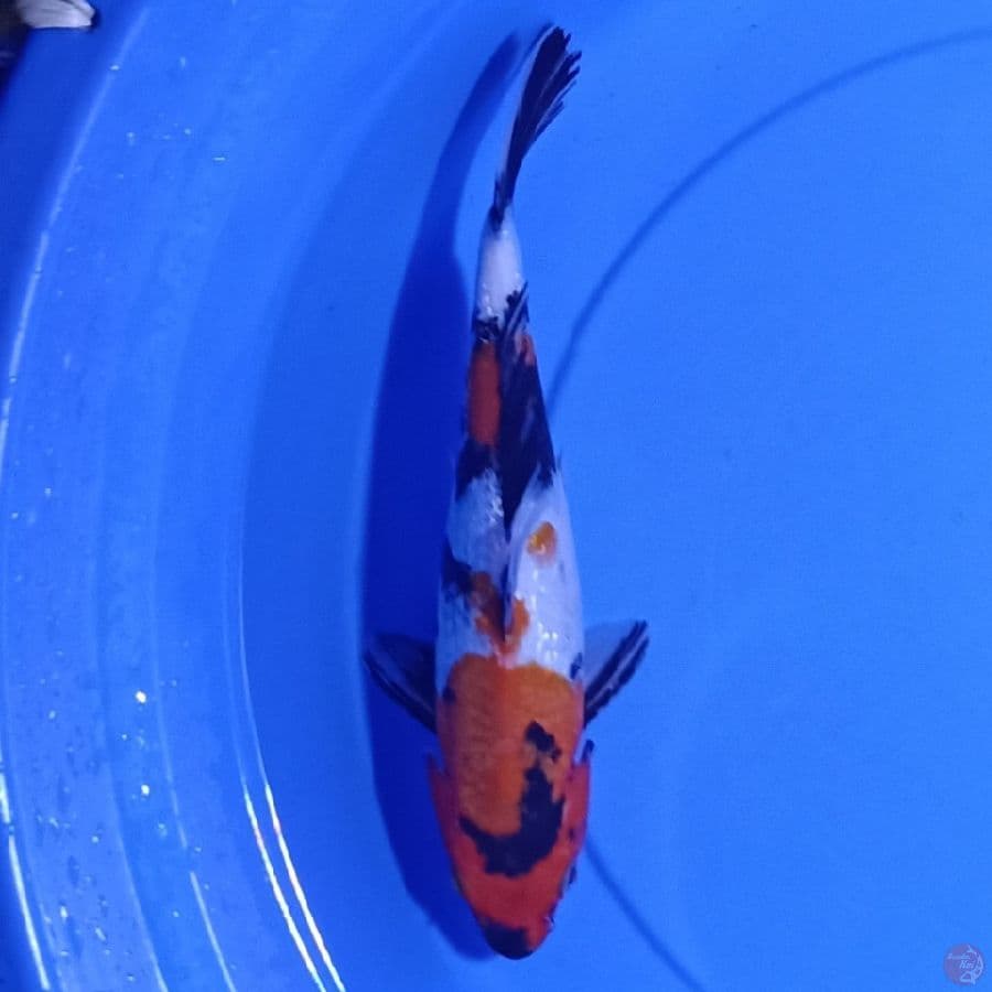 showa 30 cm