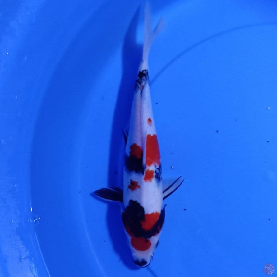 showa 30 cm