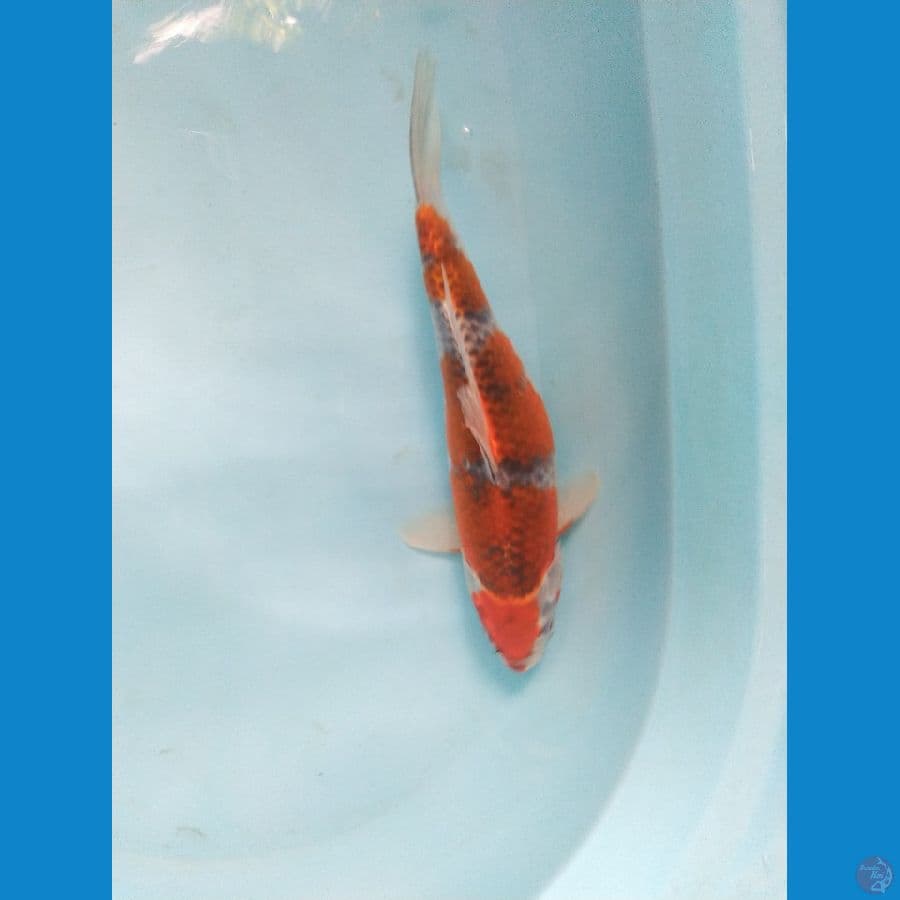 ochiba ukur 32cm male