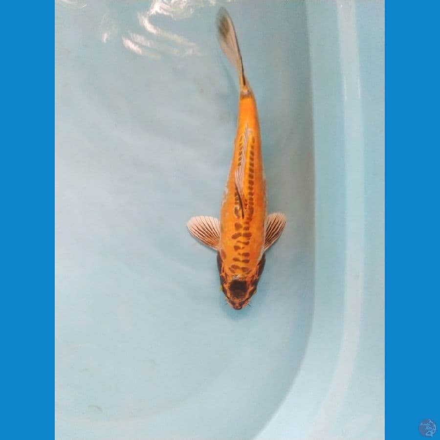 antikan kiko ukur 33cm male