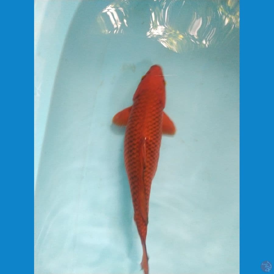 chagoi tembaga ukur 35cm male