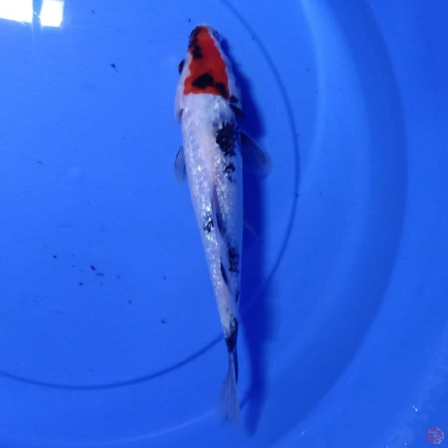 showa 30 cm