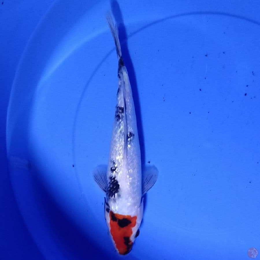 showa 30 cm