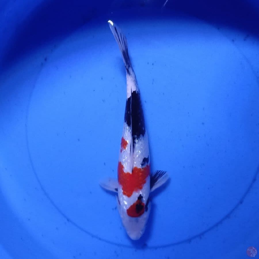 showa 30cm up