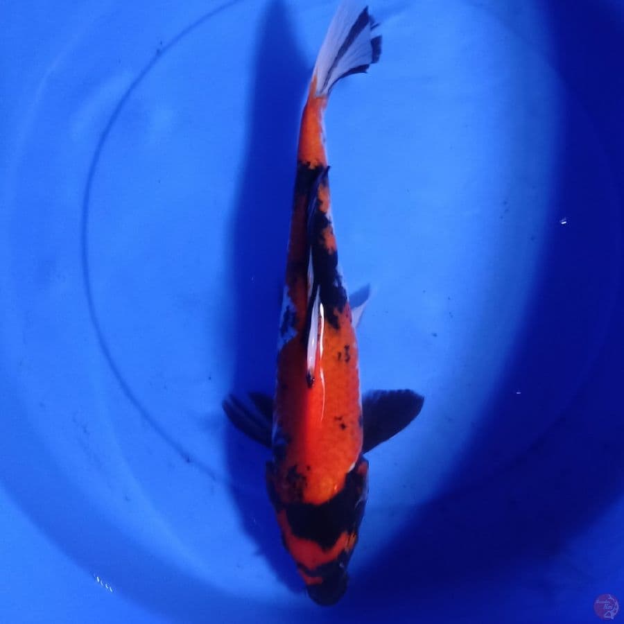 showa 32 cm up