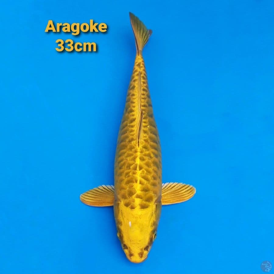 GOLDEN ARAGOKE 33CM