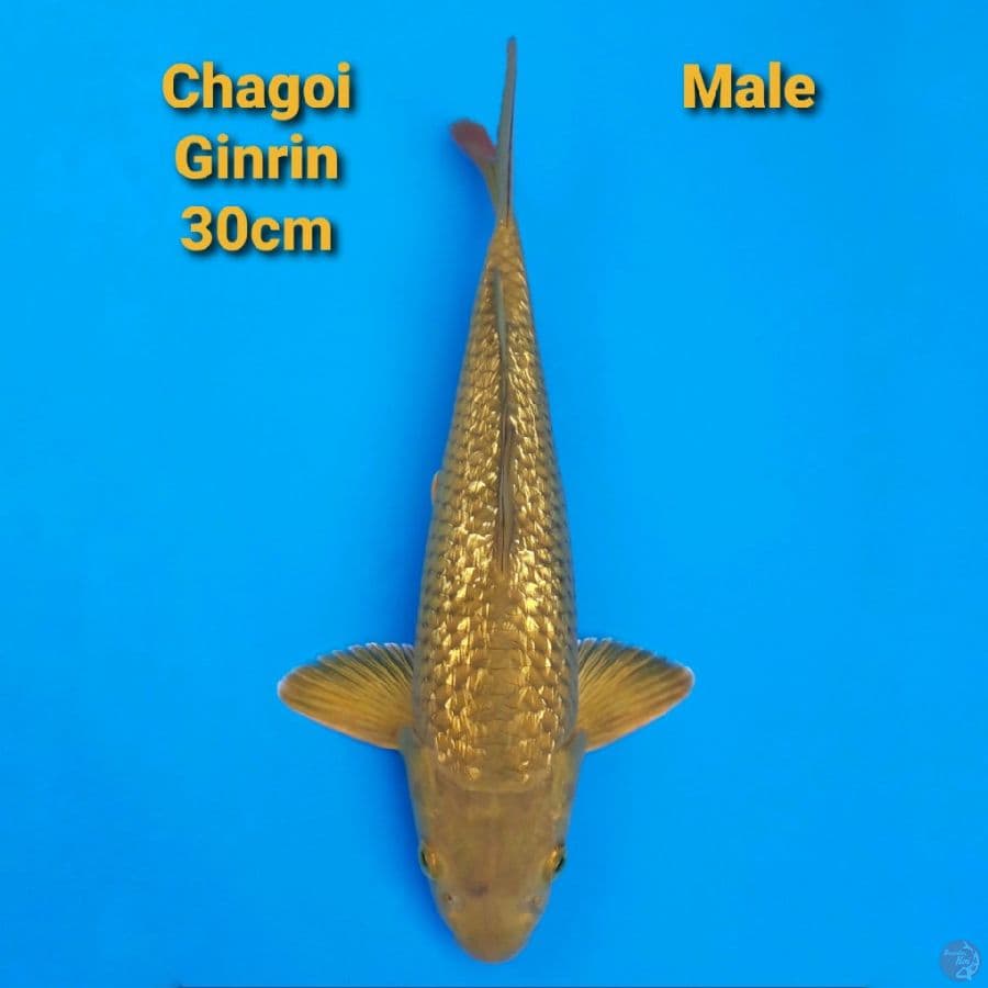 GINRIN CHAGOI 30CM