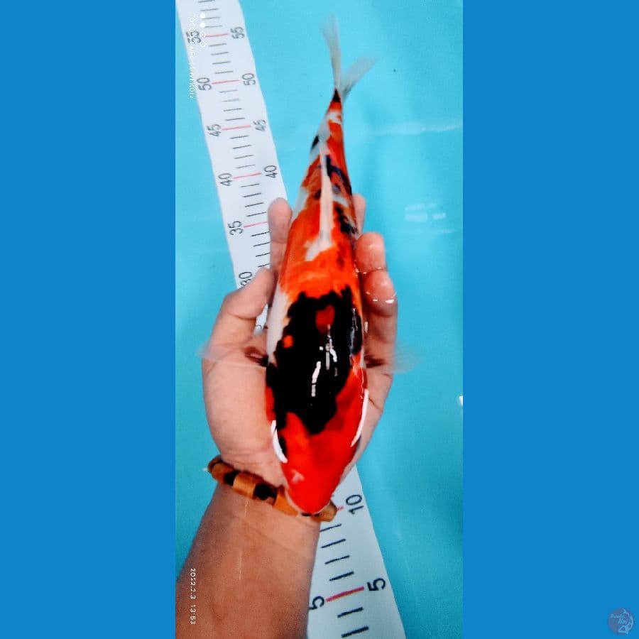 showa 30 cm
