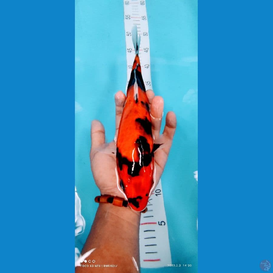 showa 30 cm