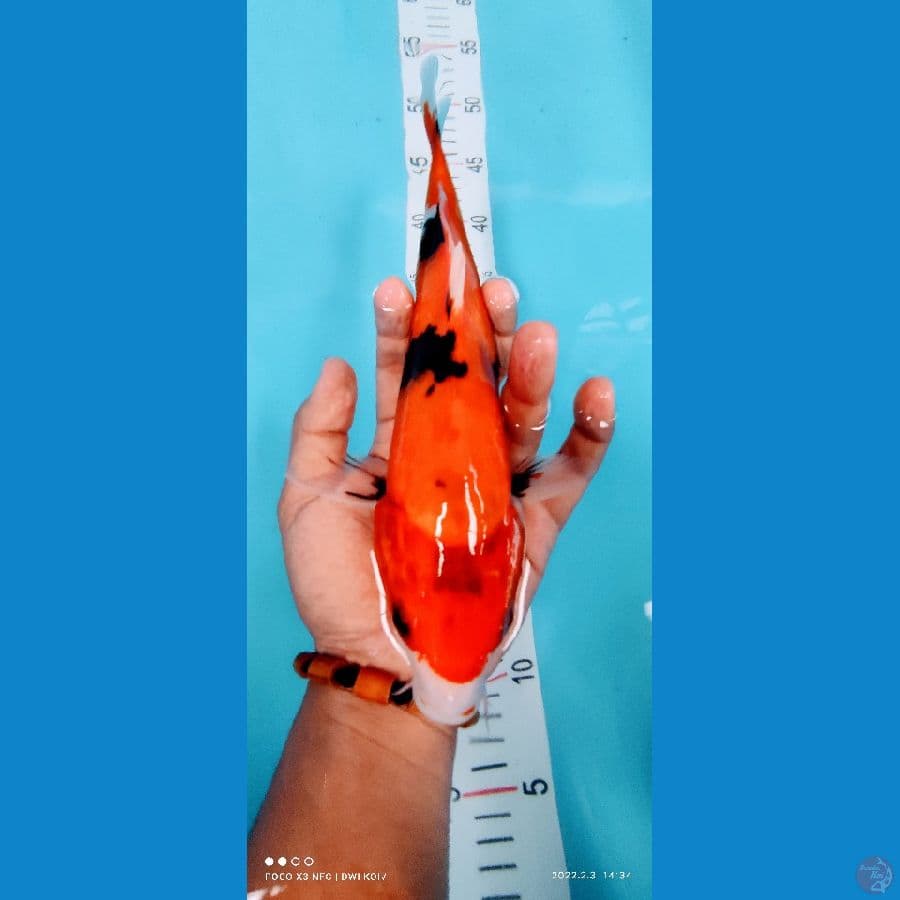 showa 30 cm
